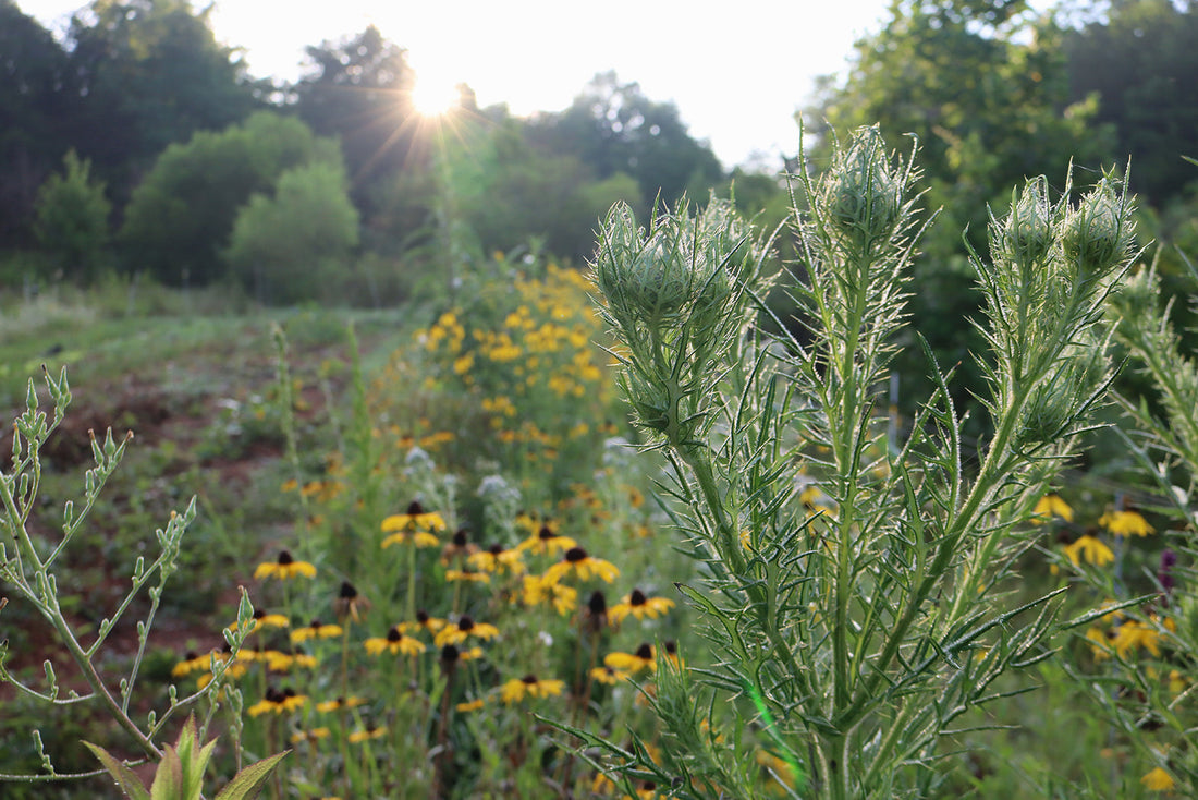 Selective Regenerative Landscaping