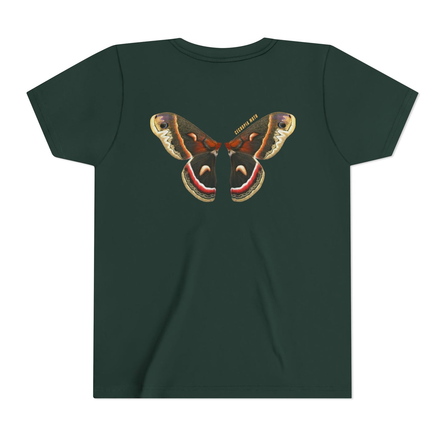 Kids for Ecology | Cecropia Moth Wings