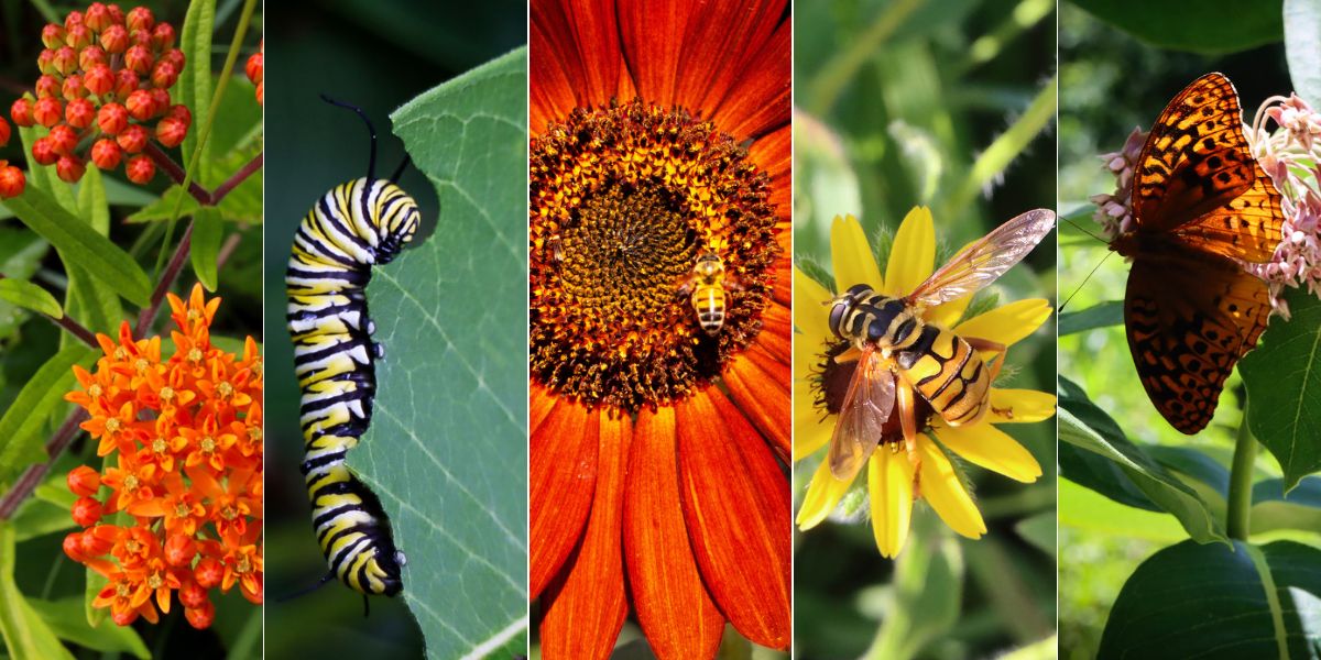 Milkweed, Monarch caterpillar, bee, yellow fly, and Fritillary butterfly.