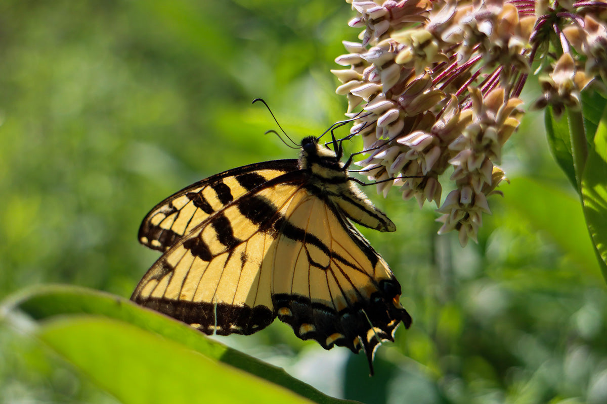 Swallowtail butterfly on a milkweed blossom.