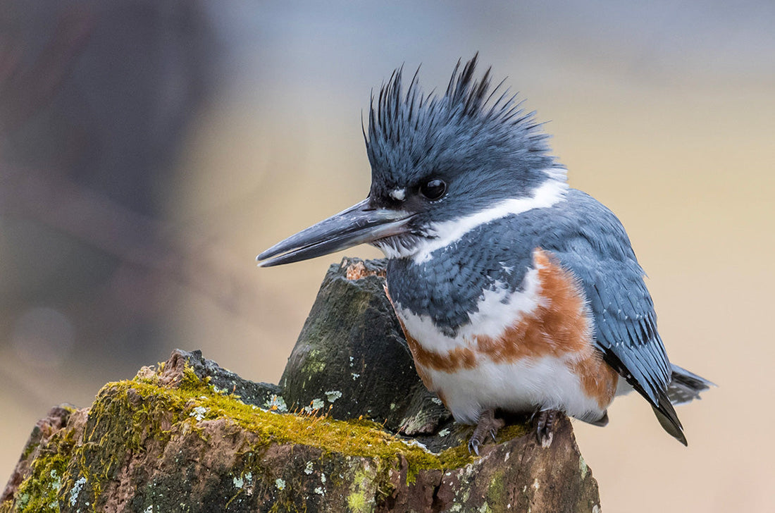 Belted kingfisher (Megaceryle alcyon)