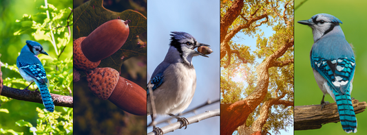 Blue jays, oaks and acorns. 