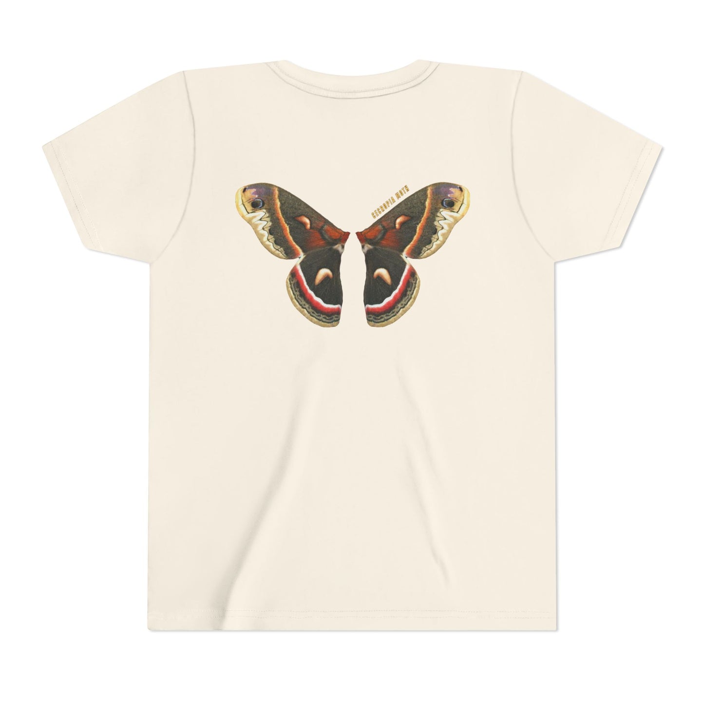 Kids for Ecology |  Cecropia Moth Wings