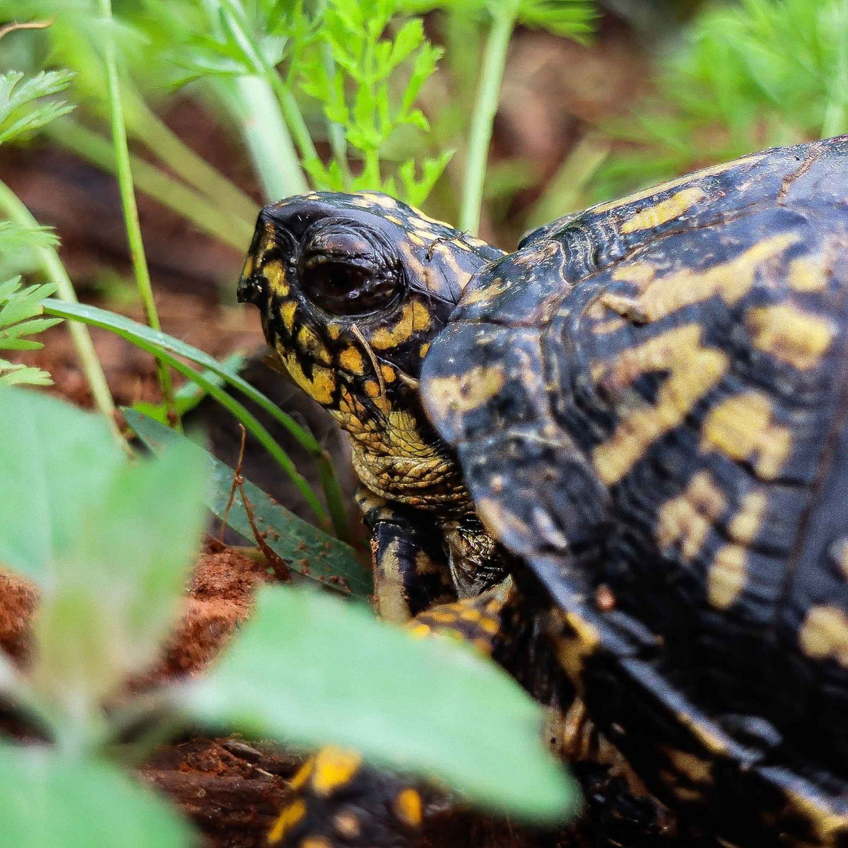 Eastern Box turtle near a carrot plant.