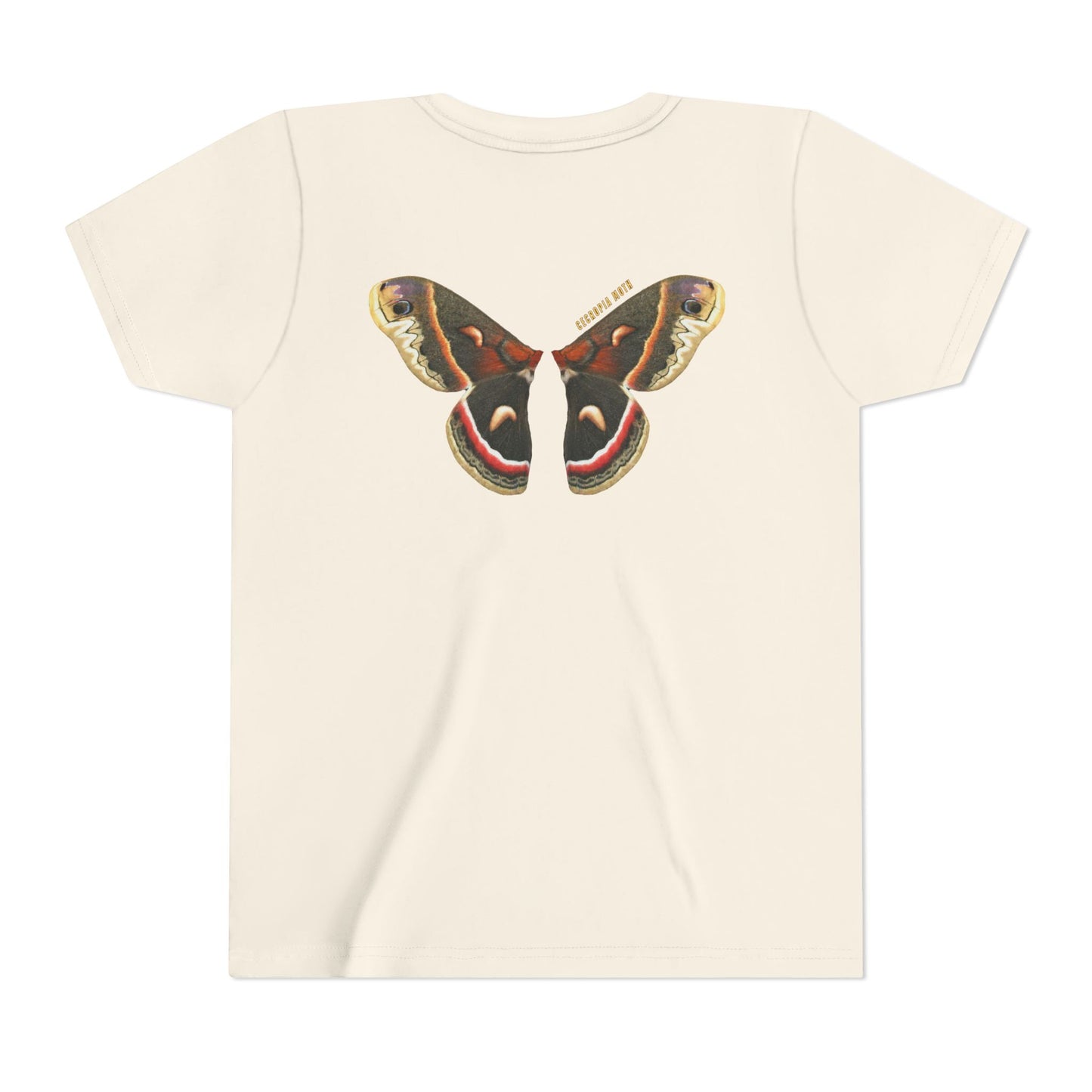 Kids for Ecology |  Cecropia Moth Wings
